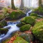 Gertelsbachschlucht im Herbstnebek