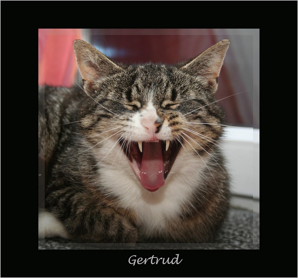 Gertrud