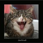 Gertrud