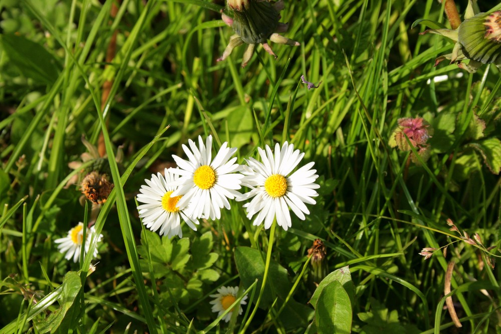 Gertrud, Liselotte, Hildegart und