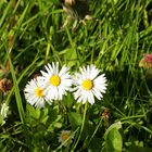 Gertrud, Liselotte, Hildegart und