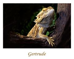 Gertrude