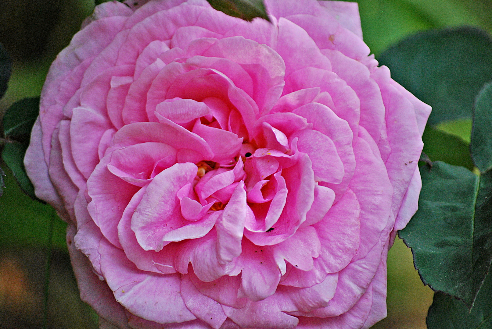 Gertrude Jekyll, ...