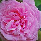 Gertrude Jekyll, ...