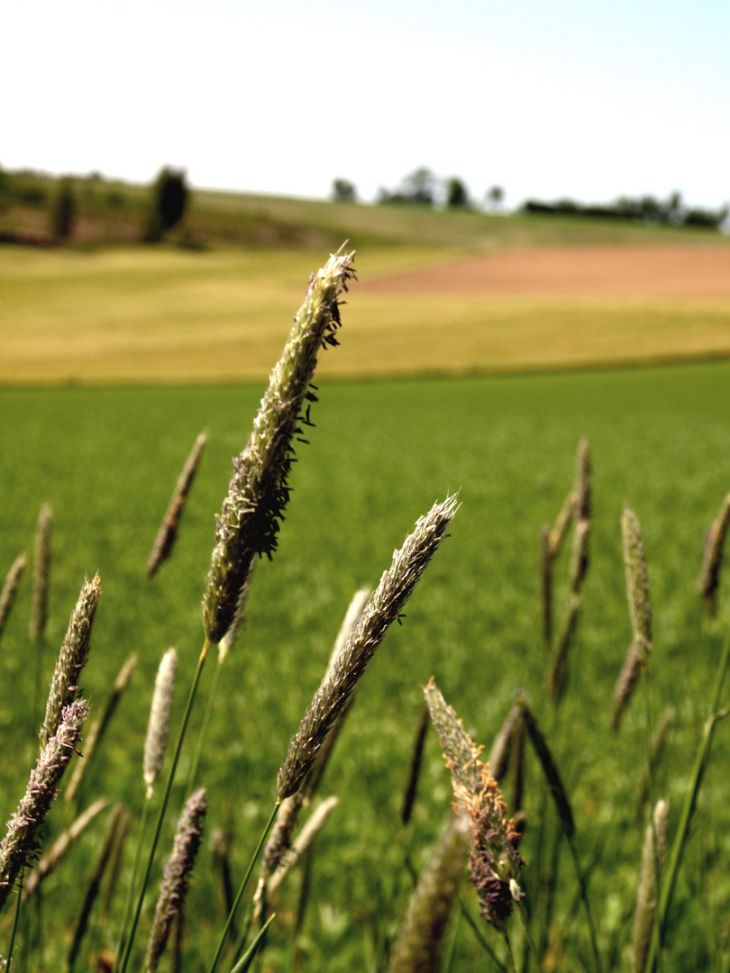 Geruch: Sommer