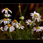 Geruchlose Kamille (Matricaria inodora)