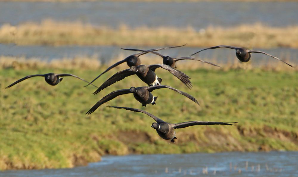 Geruhsames Angleiten zur Landung