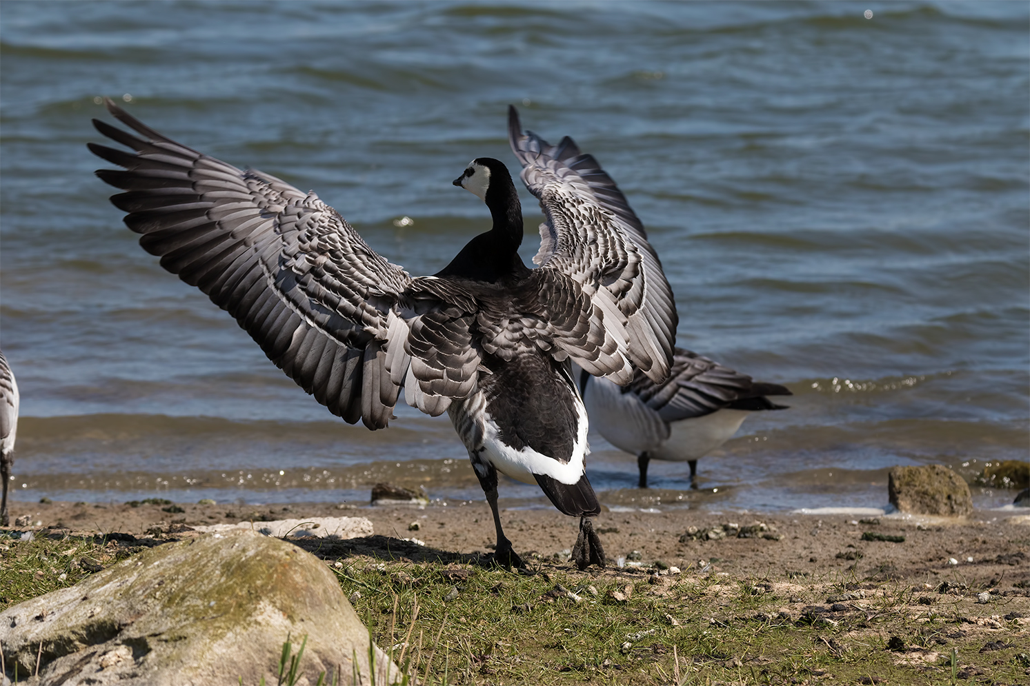 Gerundete Schwingen ...