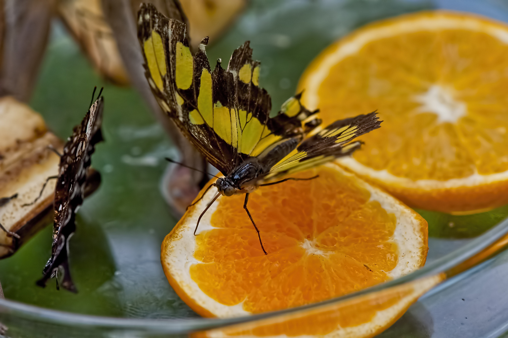 Gerupfter Schmetterling auf Orangendip