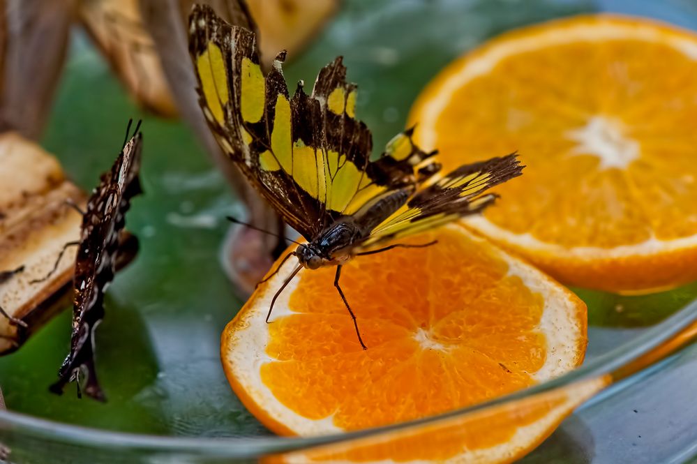 Gerupfter Schmetterling auf Orangendip