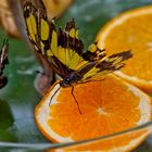 Gerupfter Schmetterling auf Orangendip