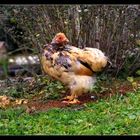 Gerupftes Huhn
