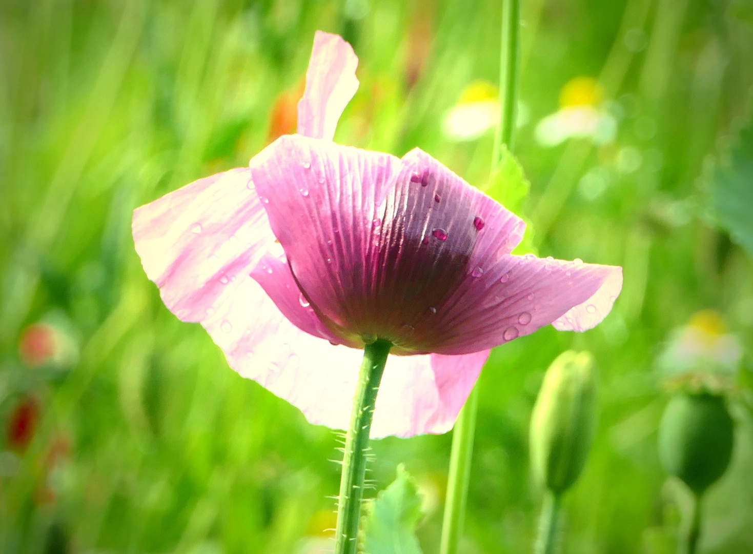 gerupftes Mohnblumenhuhn  