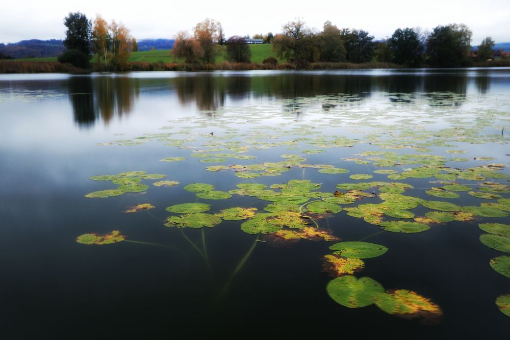Gerzensee Foto & Bild landschaft, sonstiges, jahreszeiten Bilder auf