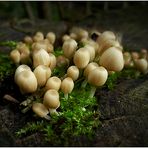 Gesäte Tintlinge (Coprinus disseminatus)