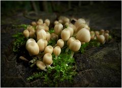 Gesäte Tintlinge (Coprinus disseminatus)