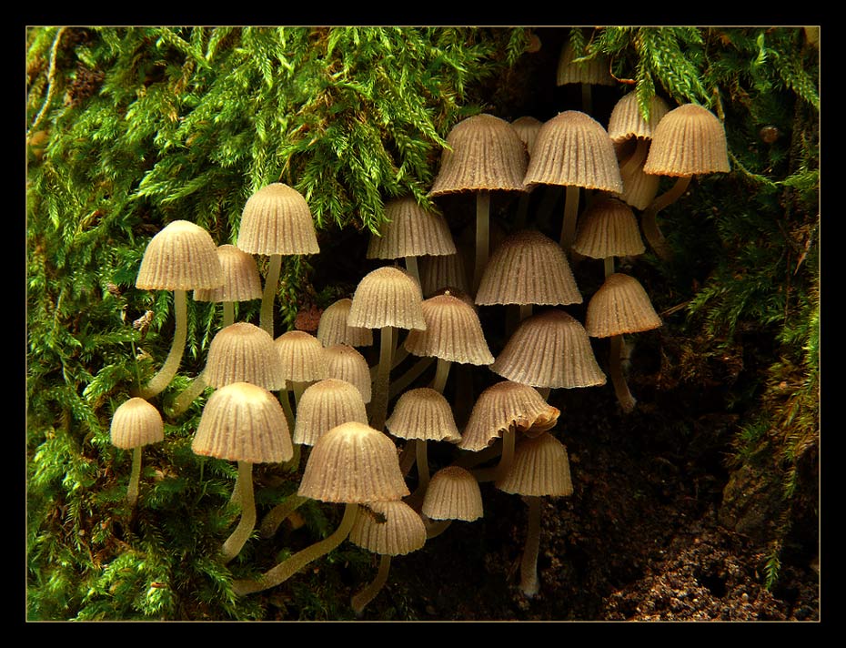 Gesäte Tintlinge (Coprinus disseminatus)