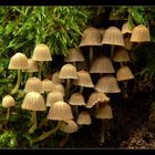 Gesäte Tintlinge (Coprinus disseminatus)