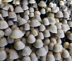 Gesäter Tintling (Coprinellus disseminatus)