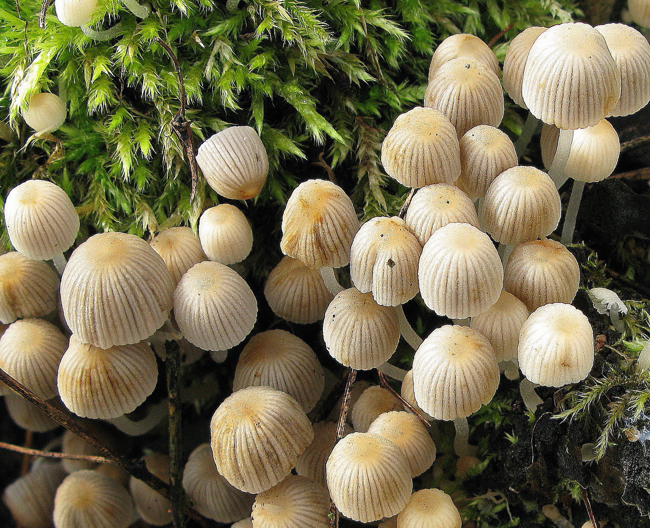 Gesäter Tintling = Coprinus disseminatus (09. September 2008)