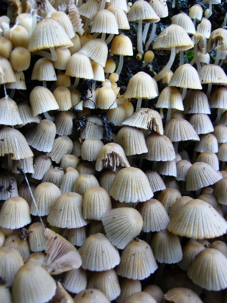 Gesäter Tintling (Coprinus disseminatus)