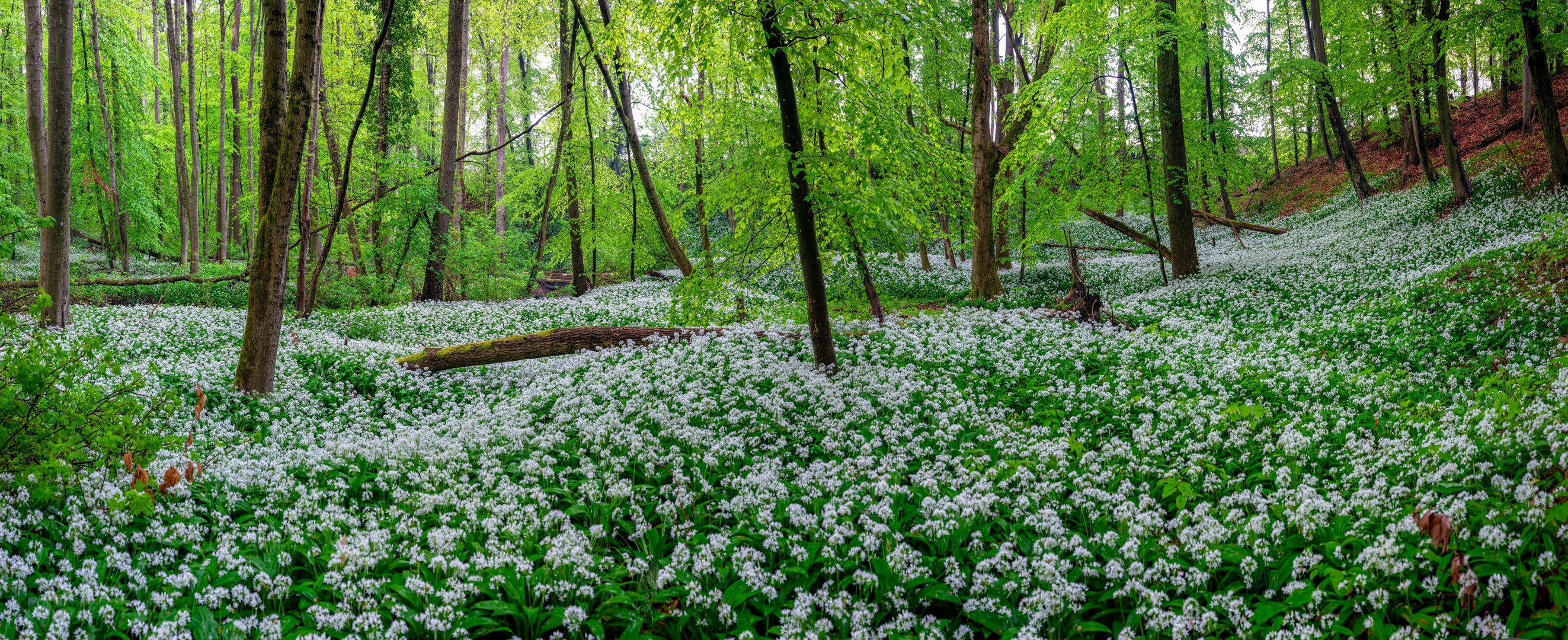 Gesättige Farben und gesättigte Natur