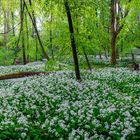 Gesättige Farben und gesättigte Natur