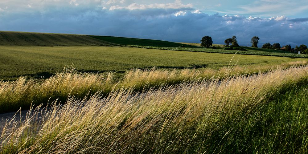 gesäumter weg zum radeln