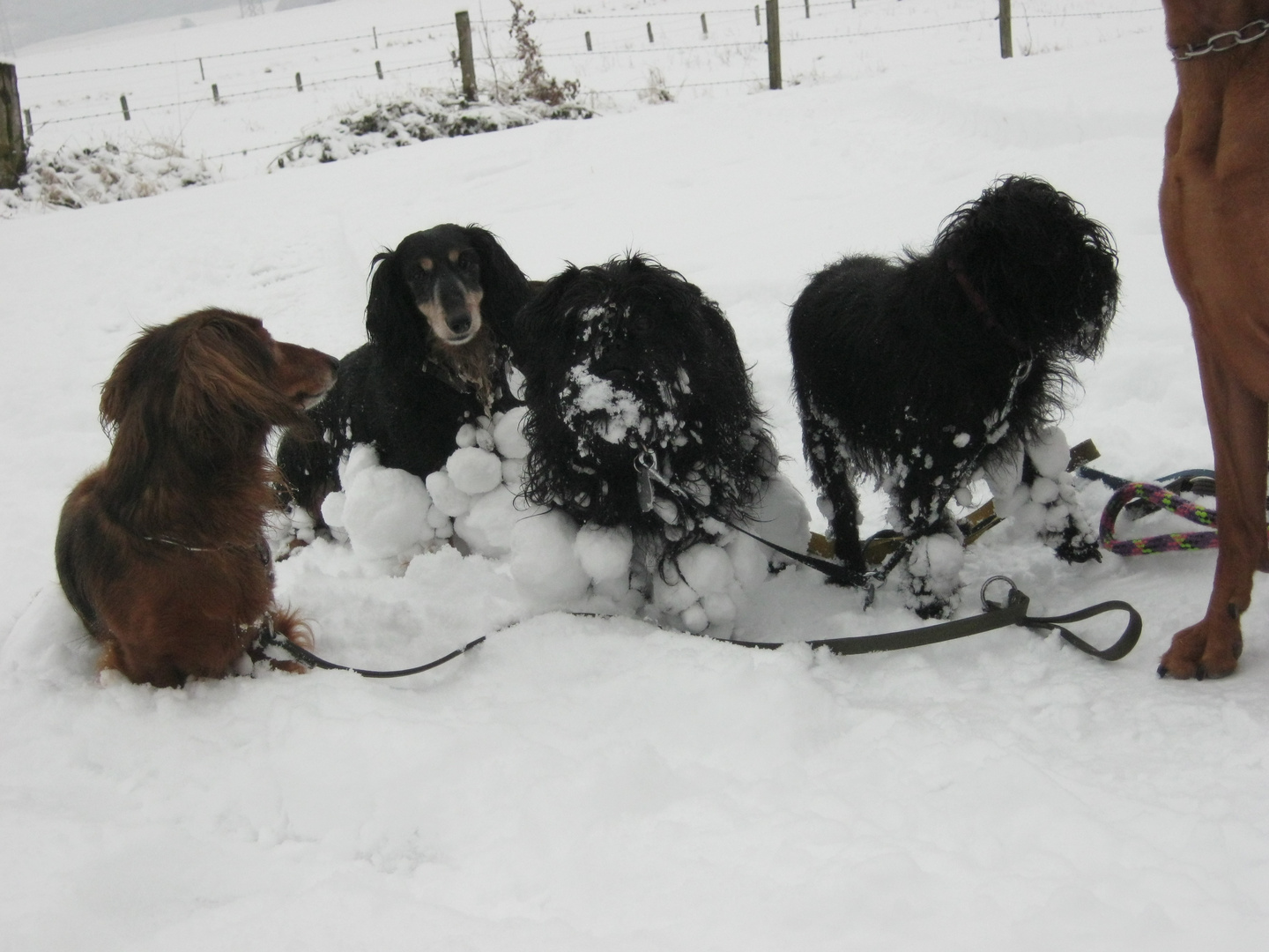 gesammelte Schneebälle