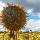 gesammelter Sonnenschein