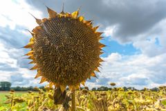 gesammelter Sonnenschein