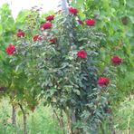 gesamtansicht des rosenstockes im weinberg