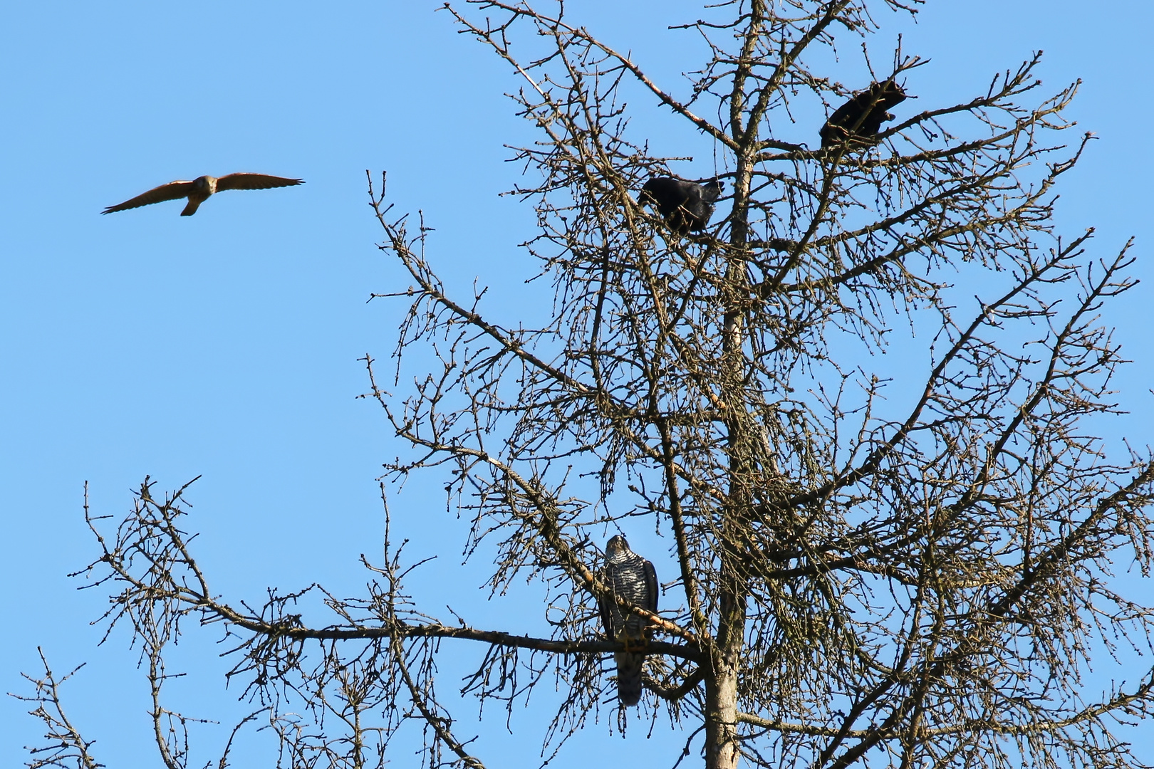 Gesamtsituation: Sperber, Krähen, Turmfalke