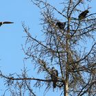 Gesamtsituation: Sperber, Krähen, Turmfalke