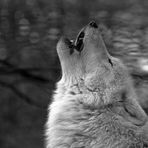 Gesang des Wolfes !