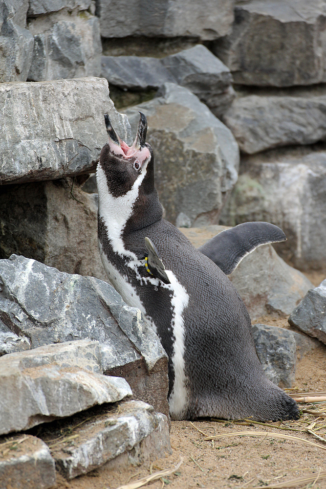 Gesang eines Pinguins