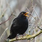 Gesang im Frühling