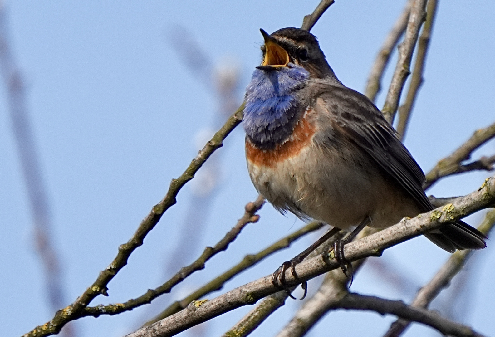 Gesang in der Morgensonne 