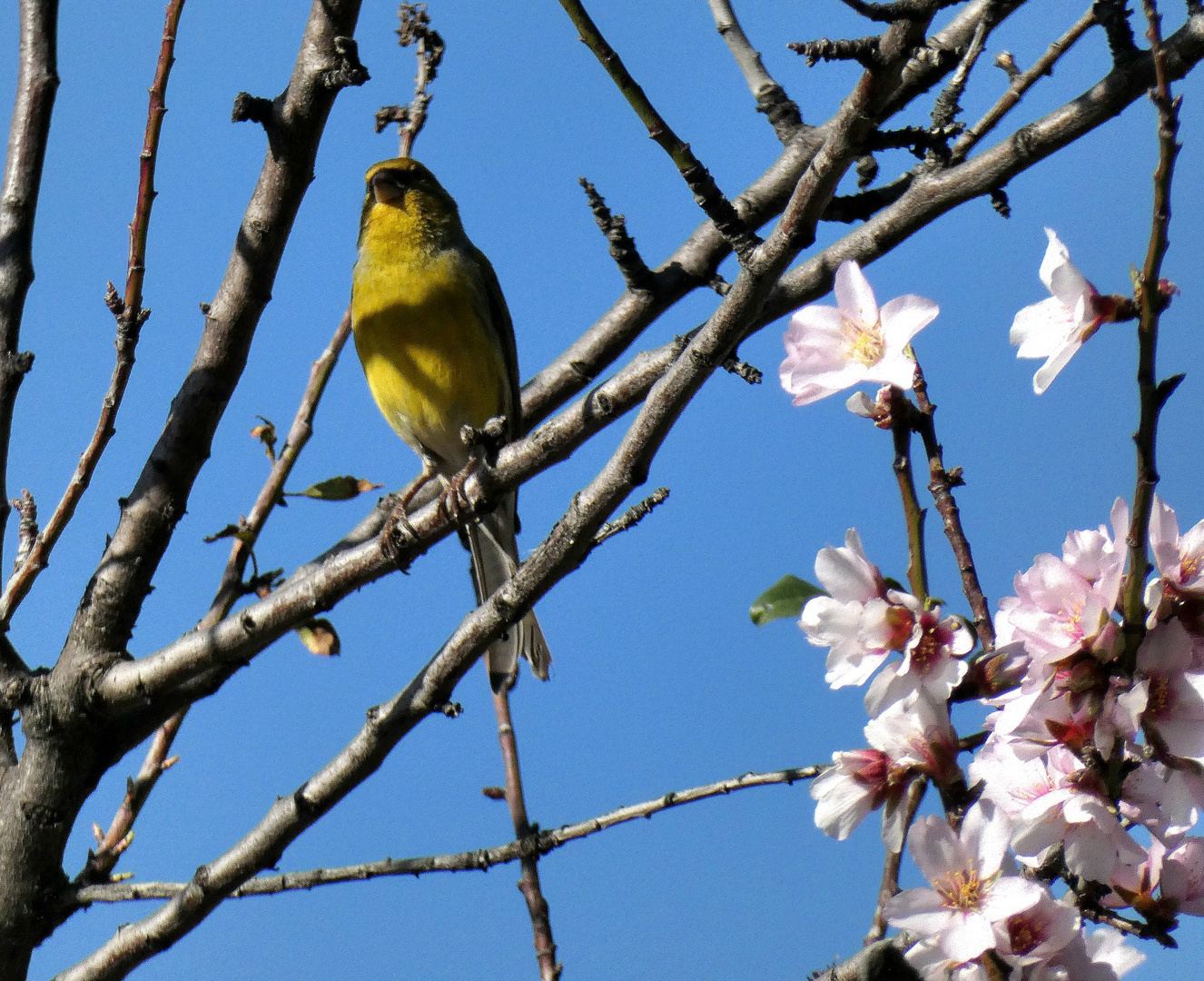 Gesang zur Mandelblüte 