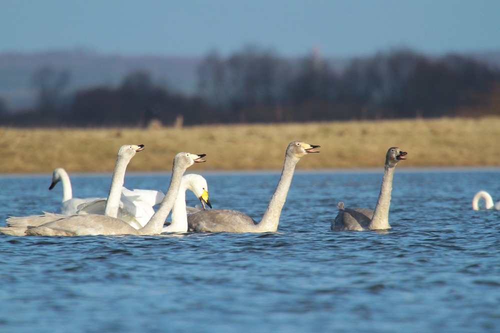 Gesangsausbildung bei Familie Singschwan ;O)