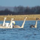 Gesangsausbildung bei Familie Singschwan ;O)