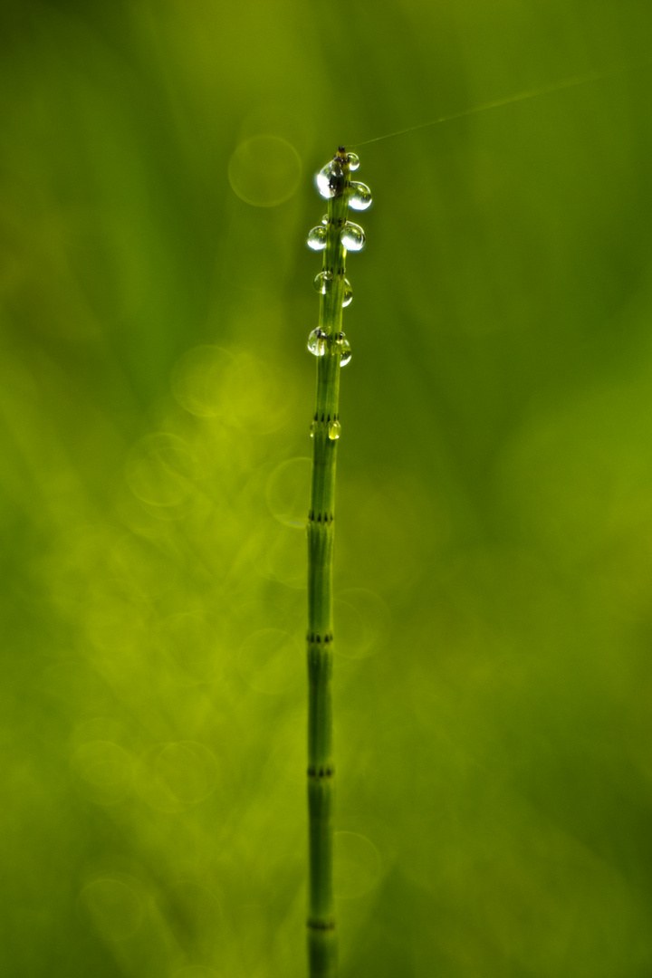 geschachtelter Halm