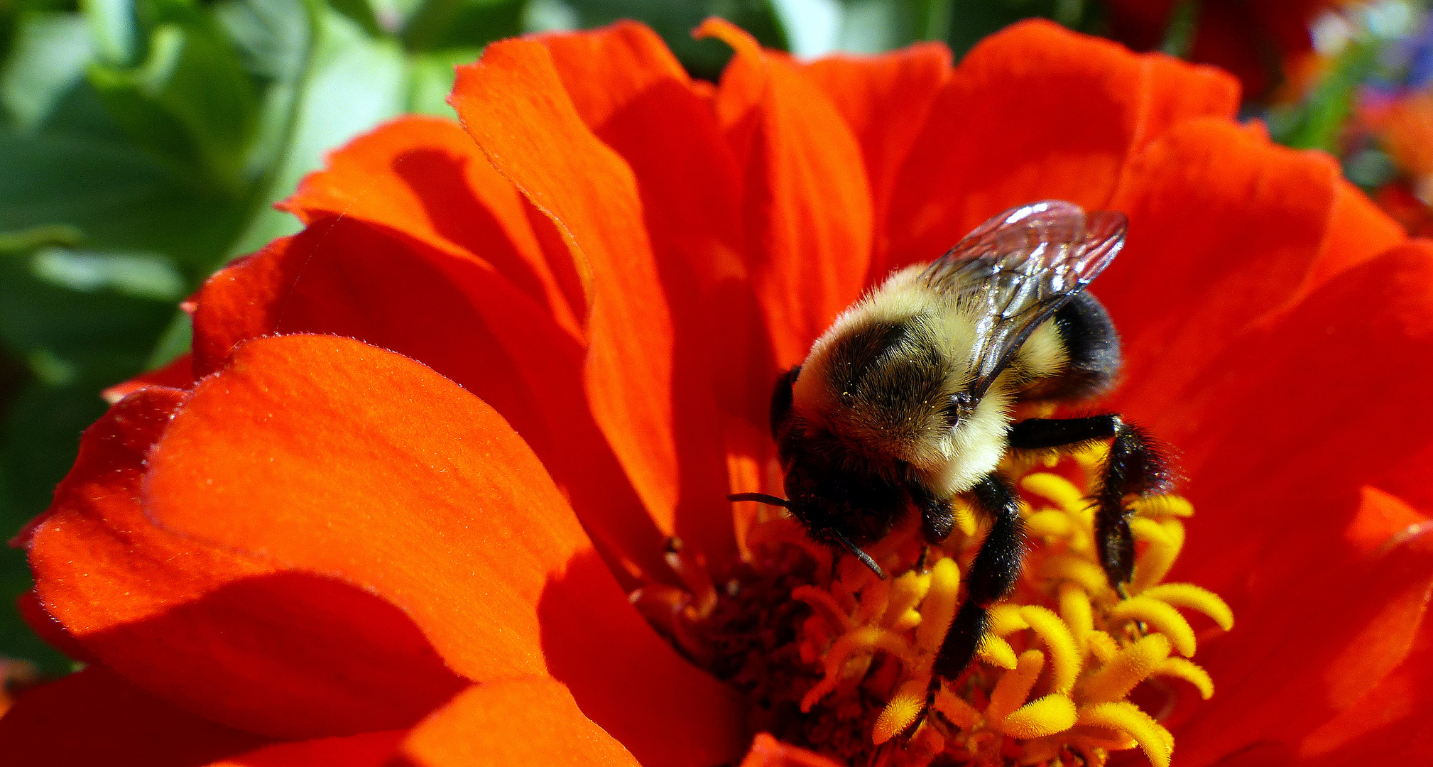 Geschäftige Hummel