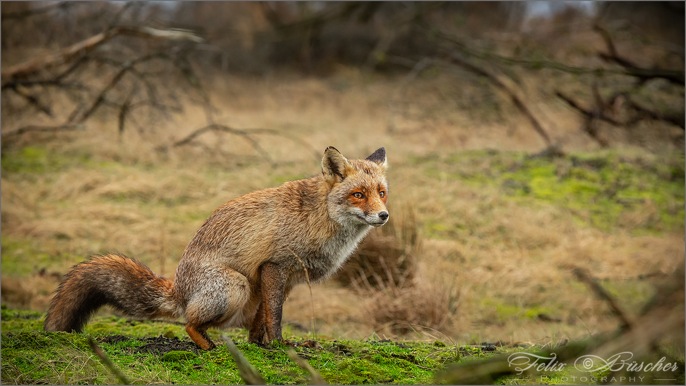 "Geschäftstüchtiger" Fuchs