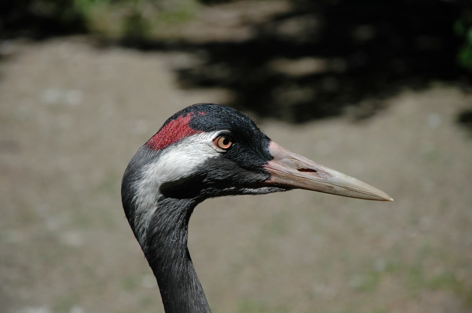 geschärfter Blick