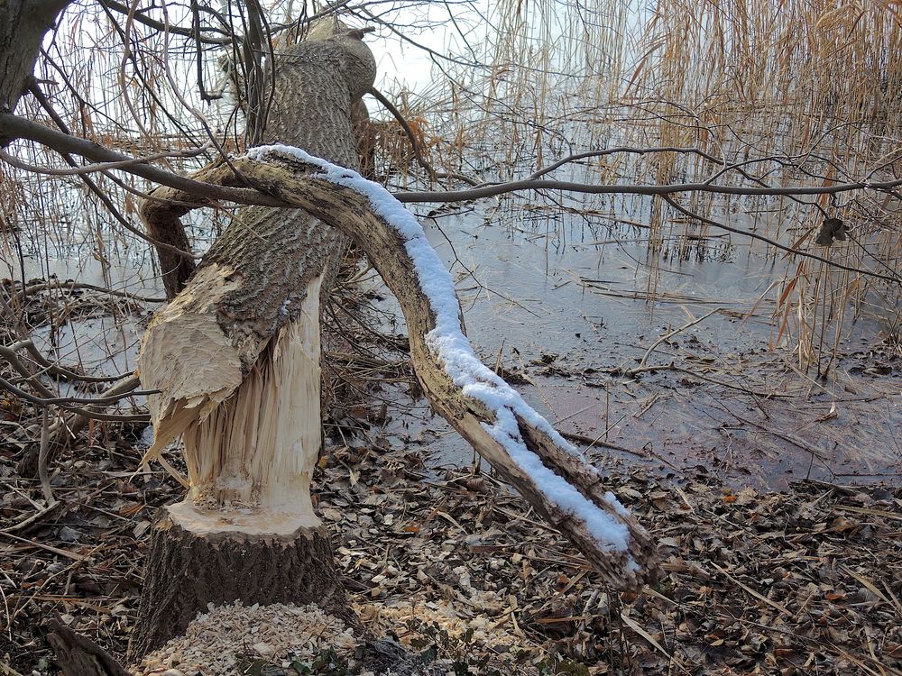 geschafft, der Bieber am Seddiner See