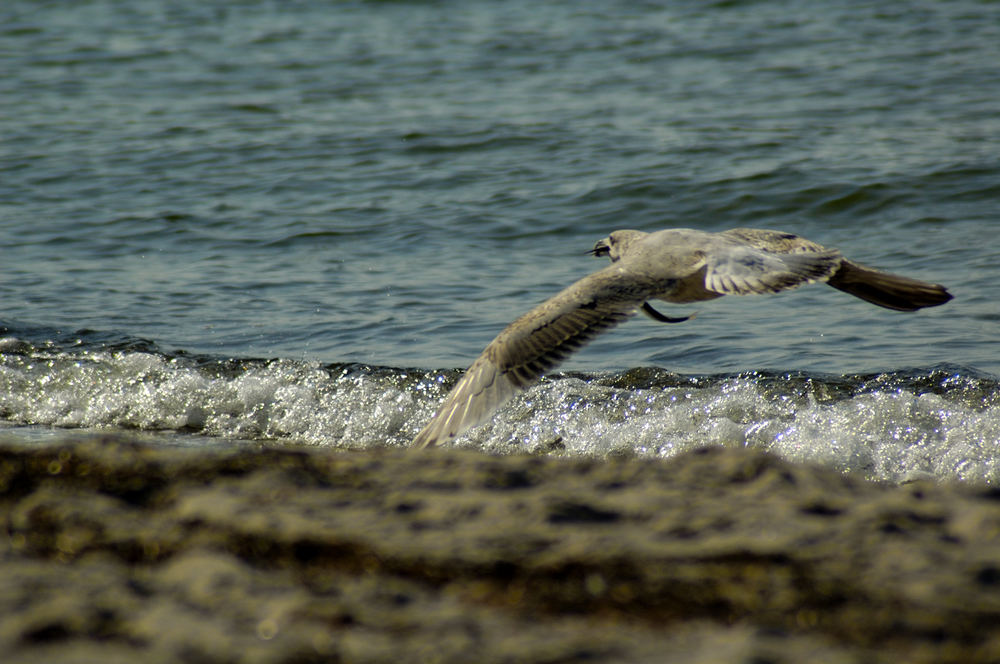 Geschafft, der Fisch ist im Sack!