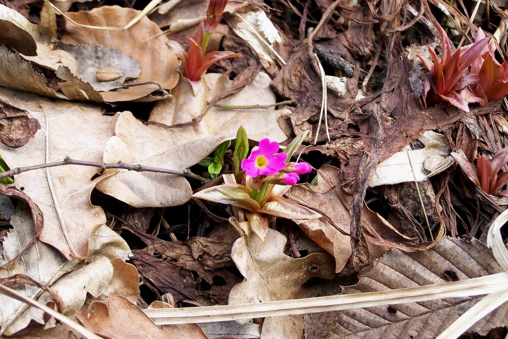 Geschaft! Es ist Frühling!