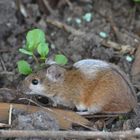 gescheckte Brandmaus?