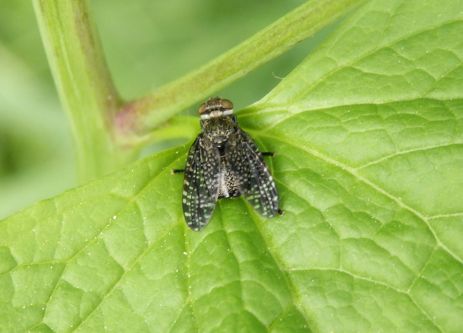 Gescheckte Breitmundfliege (Platystoma seminationis)